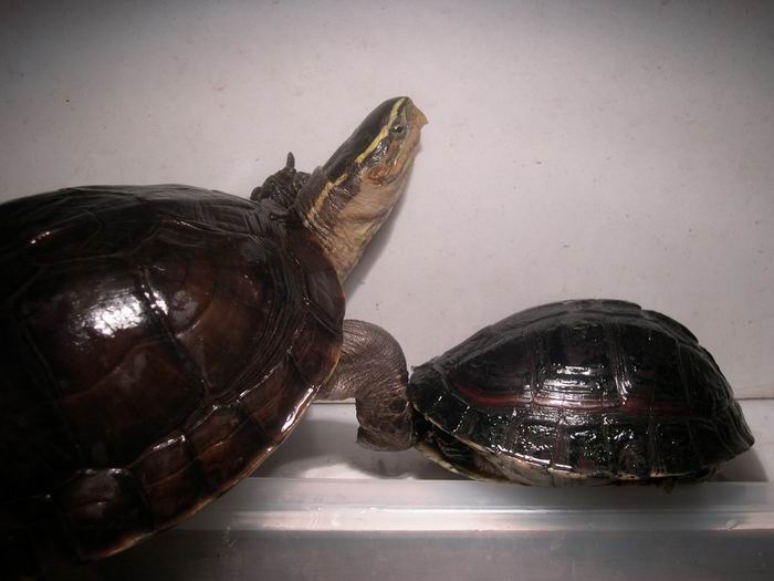 Cuora amboinensis kamaroma - Pareja 01.jpg