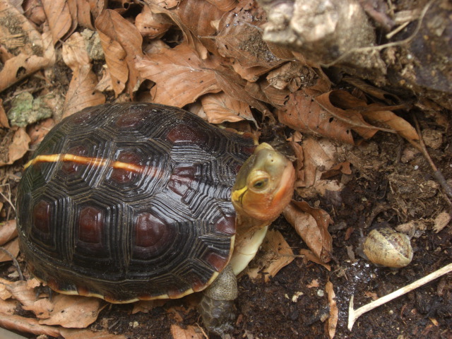 Cuora (Cistoclemys) flavomarginata