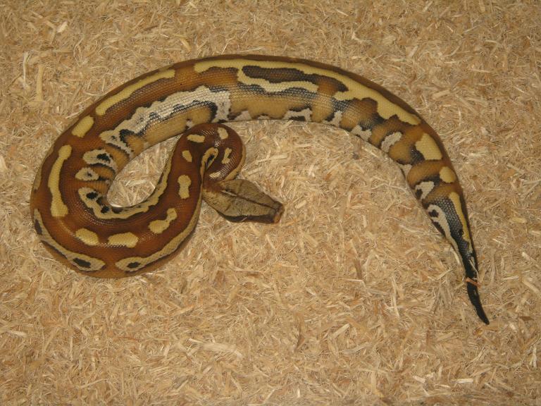 curtus stp hembra red.JPG