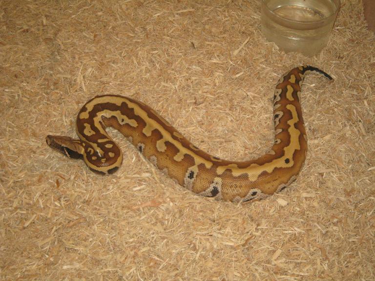 curtus stp macho red.JPG