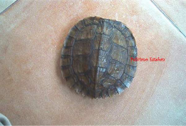 Cyclemys dentata N1(1).jpg