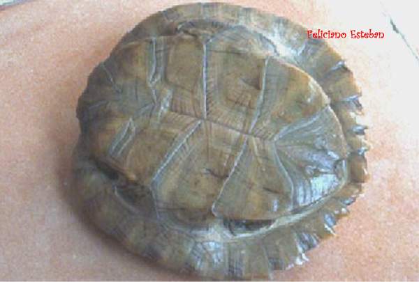 Cyclemys dentata N1(2).jpg