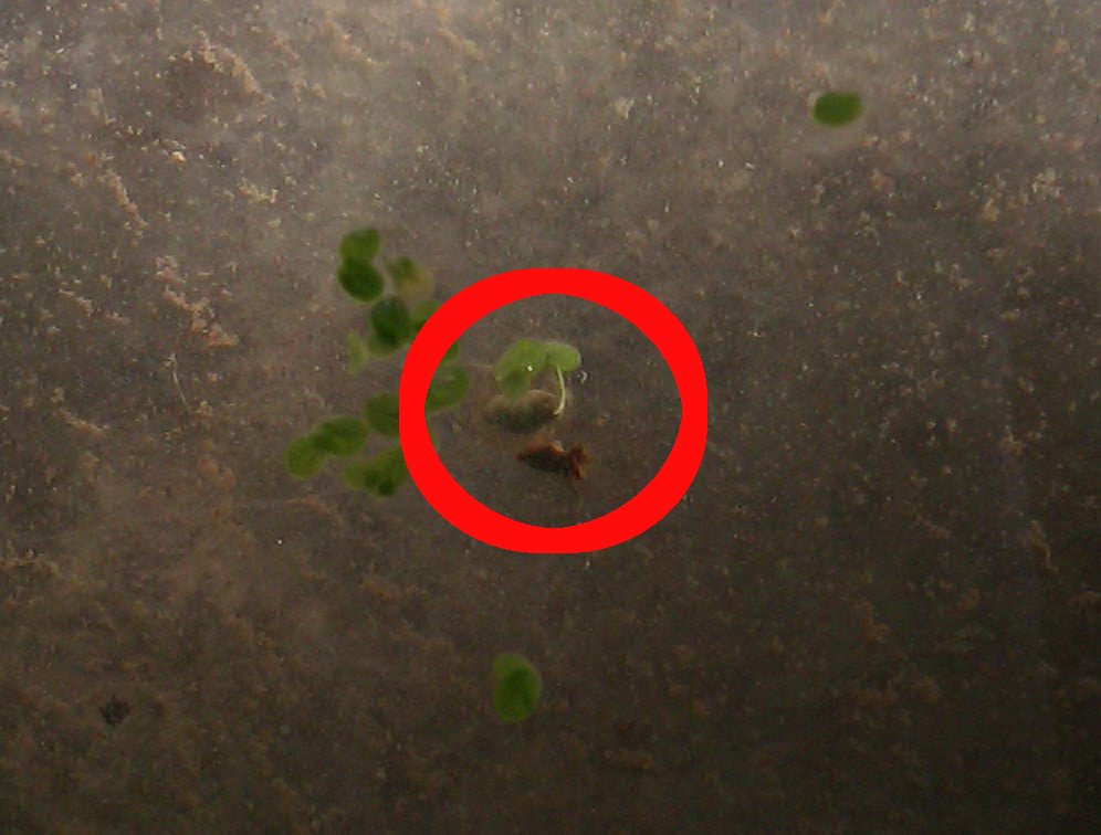 Cynops ensicauda popei - Huevo