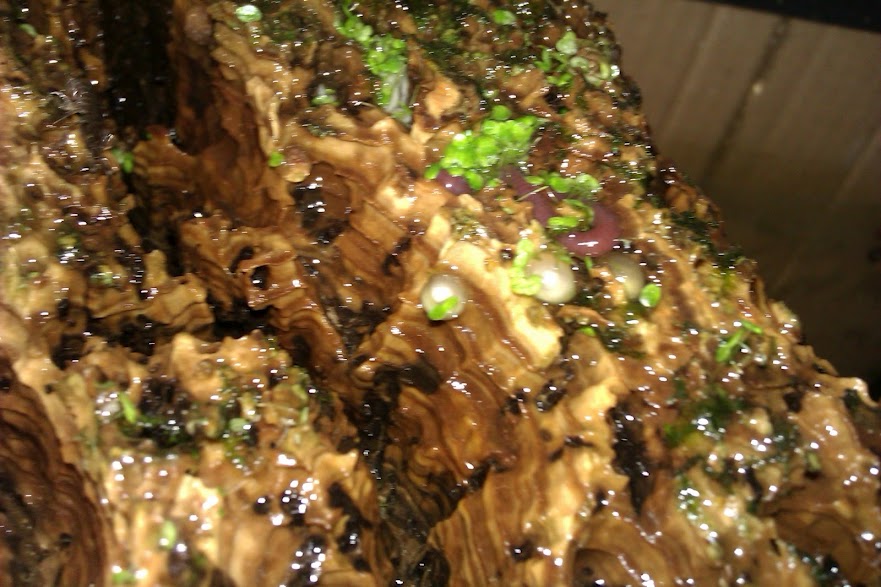 Cynops ensicauda popei - Huevo