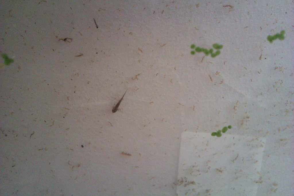 Cynops ensicauda popei - Larva