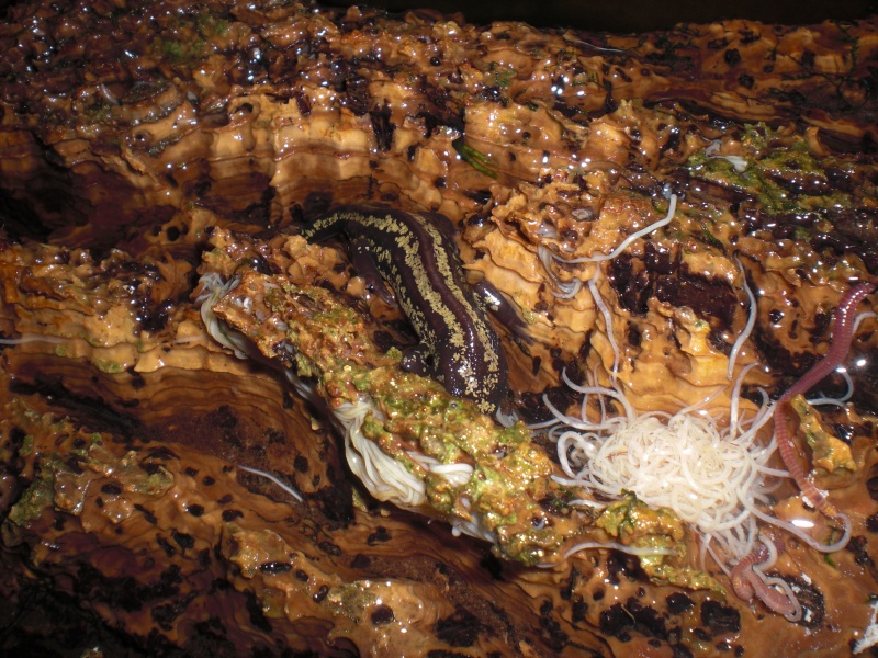 Cynops ensicauda popei