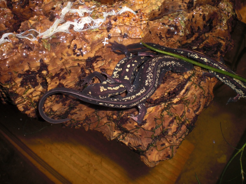 Cynops ensicauda popei