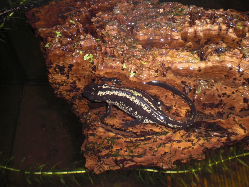 Cynops ensicauda popei