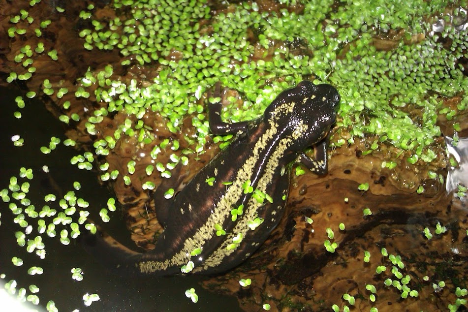 Cynops ensicauda popei