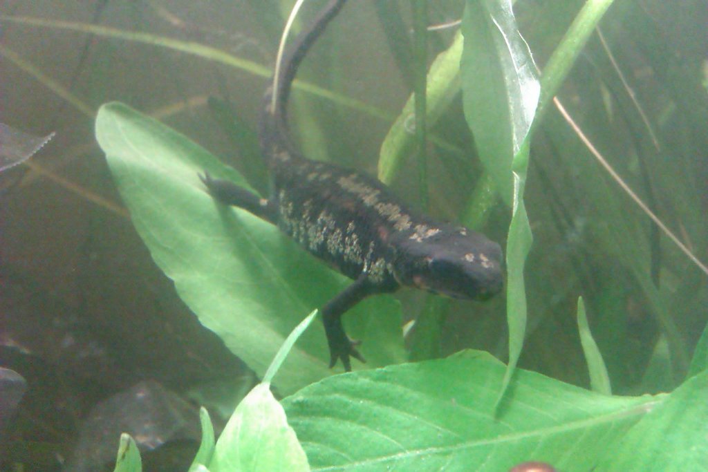 Cynops ensicauda popei