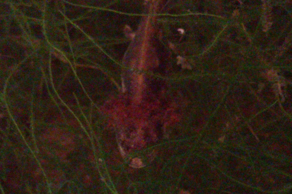 Cynops ensicauda popei