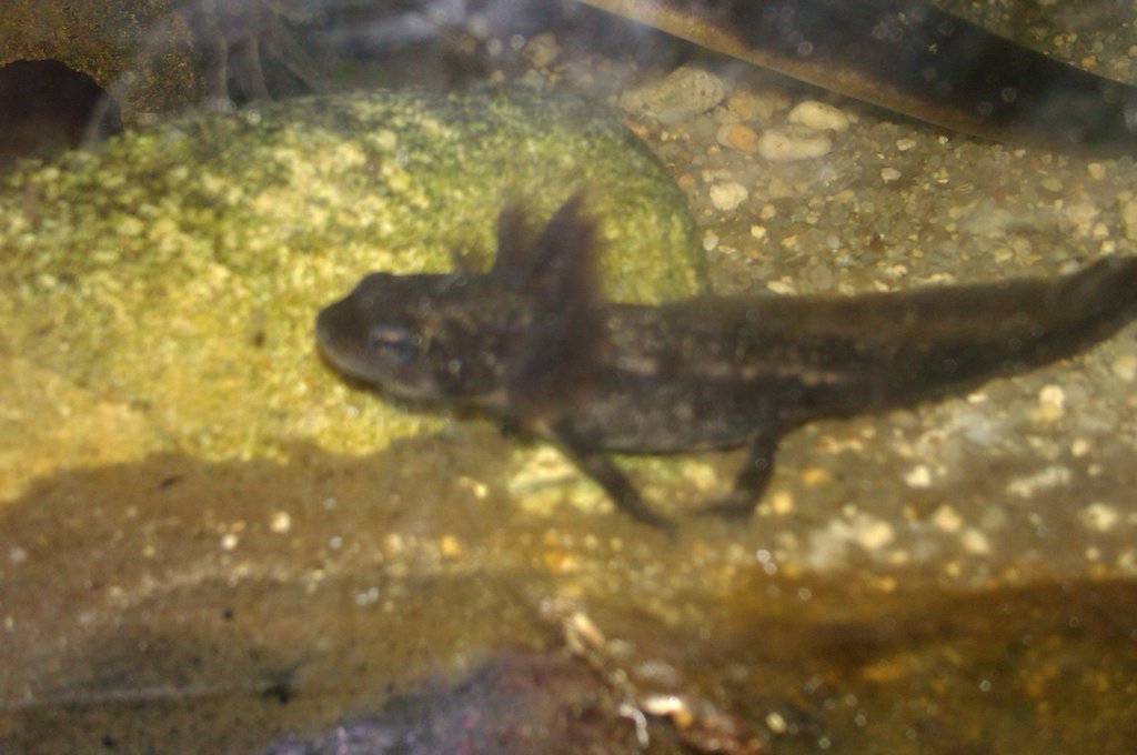 Cynops ensicauda popei