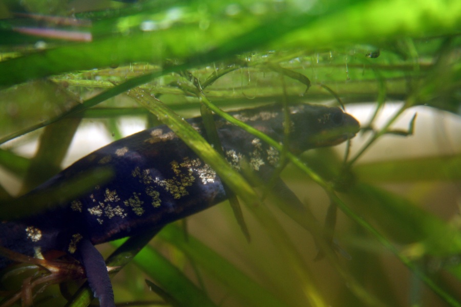 Cynops ensicauda popei