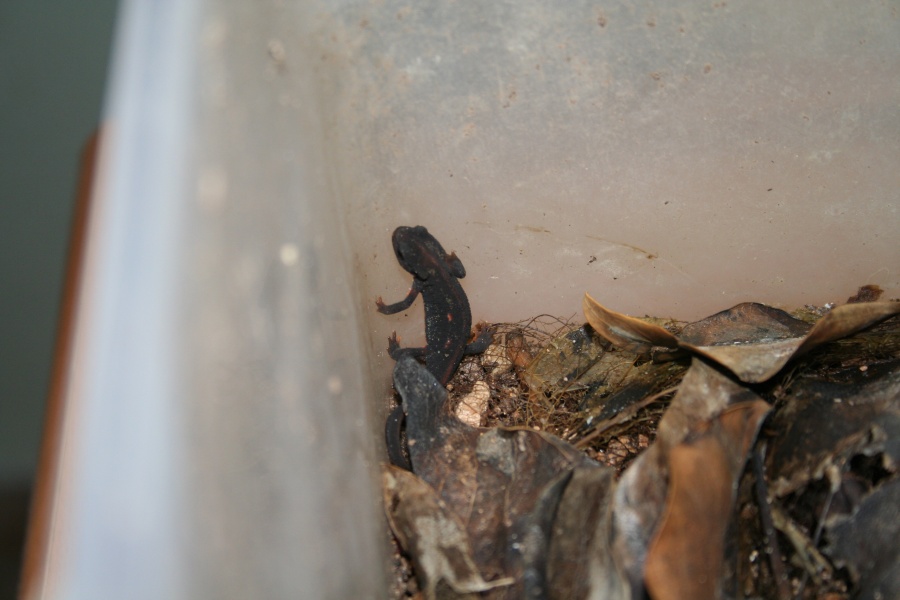 Cynops ensicauda popei