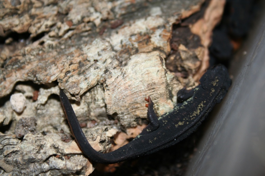 Cynops ensicauda popei