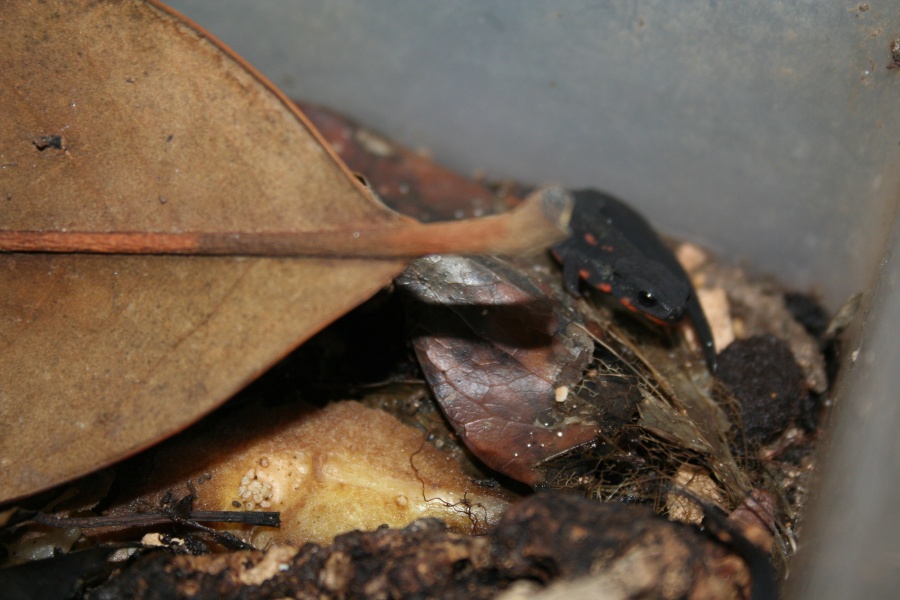 Cynops ensicauda popei