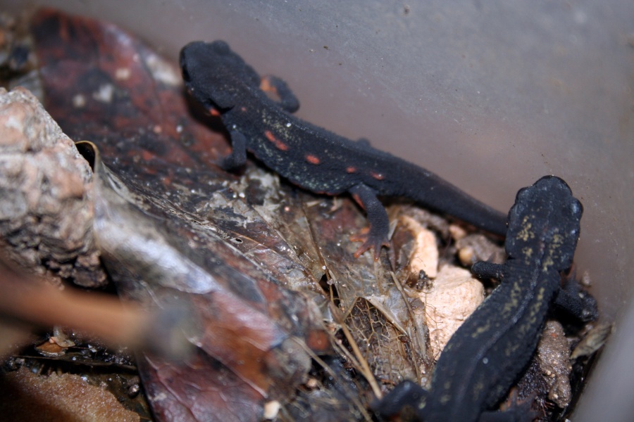 Cynops ensicauda popei