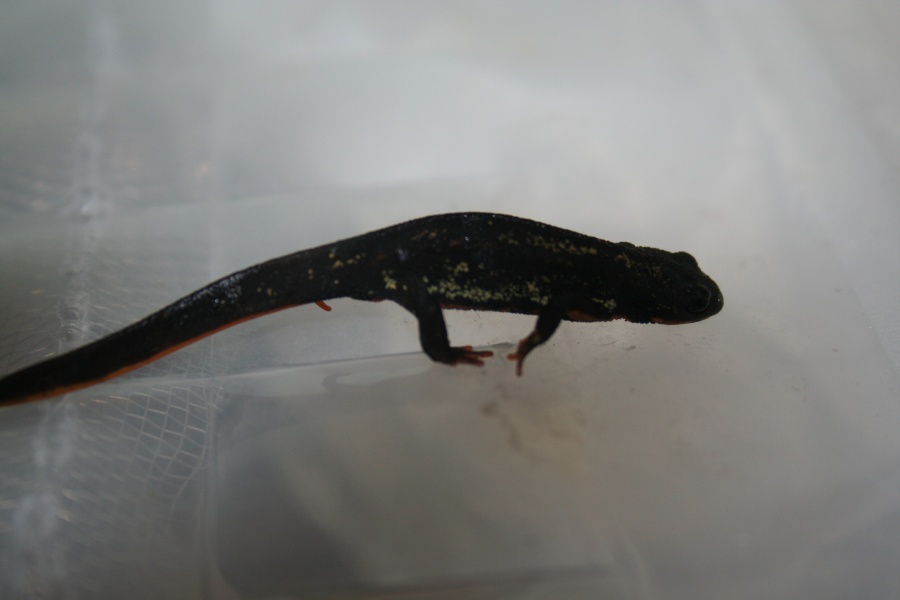 Cynops ensicauda popei