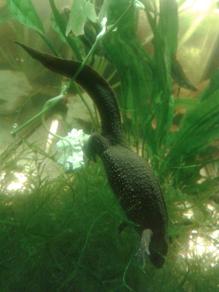 Cynops pyrhogaster, hembra poniendo un huevo.