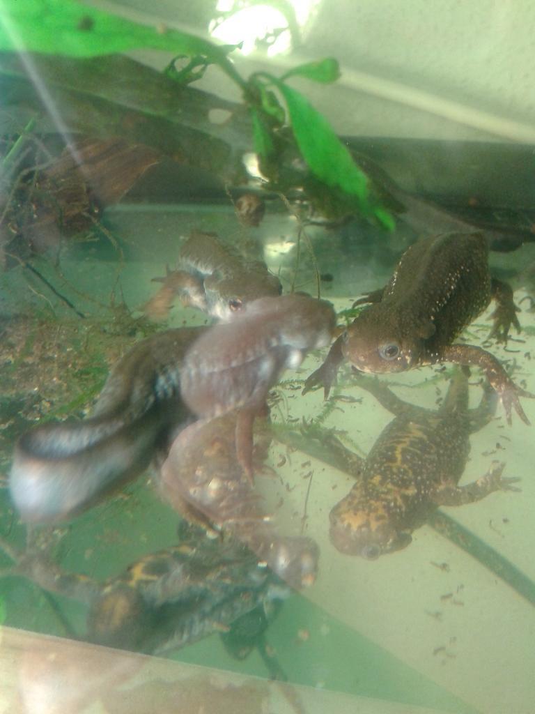 Cynops pyrrhogaster, cortejo.