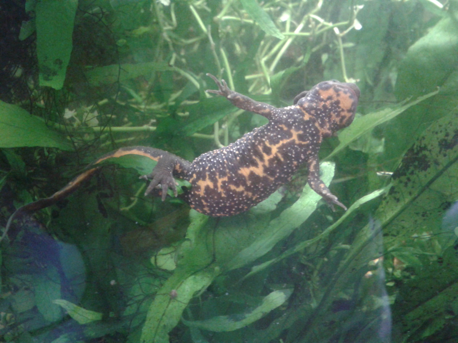 Cynops pyrrhogaster, hembra poniendo un huevo