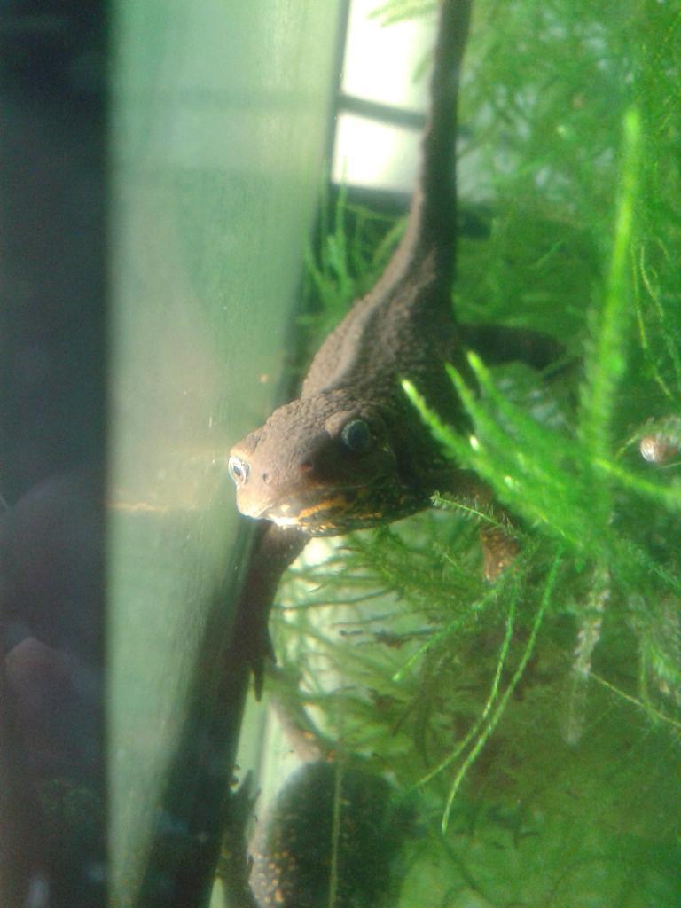 Cynops pyrrhogaster, hembra.