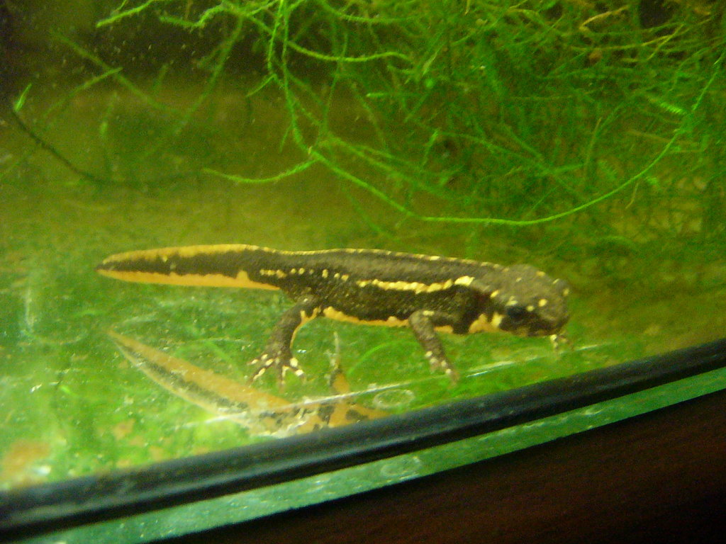 Cynops pyrrhogaster juvenil.