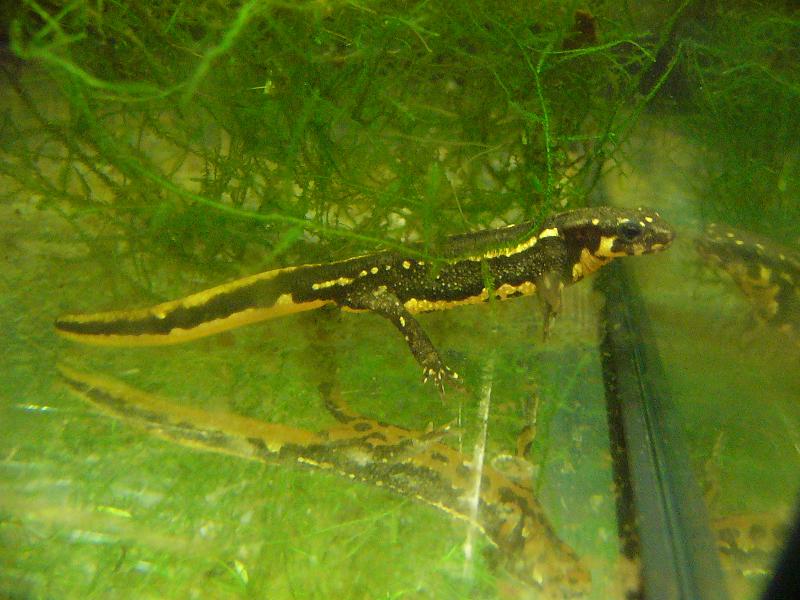 Cynops pyrrhogaster juvenil.