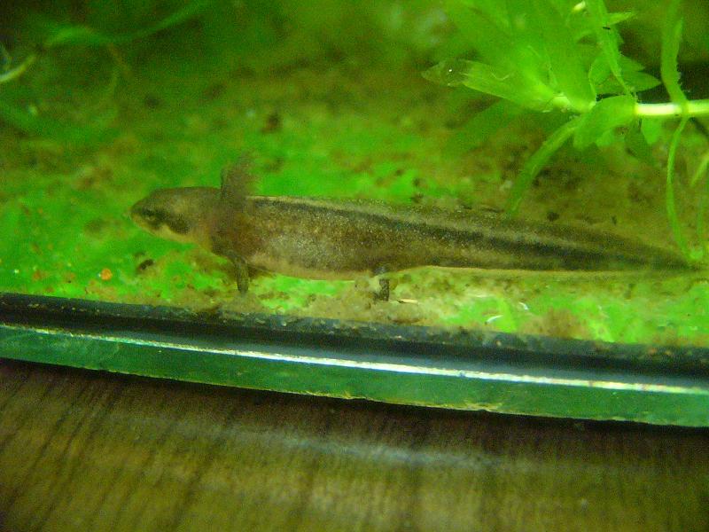 Cynops pyrrhogaster, larva.