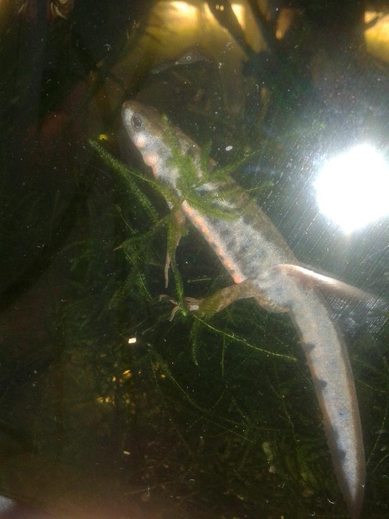 Cynops pyrrhogaster macho en celo