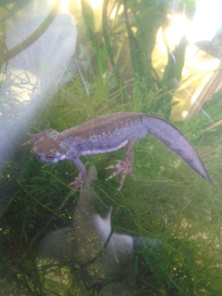 Cynops pyrrhogaster, macho en celo.