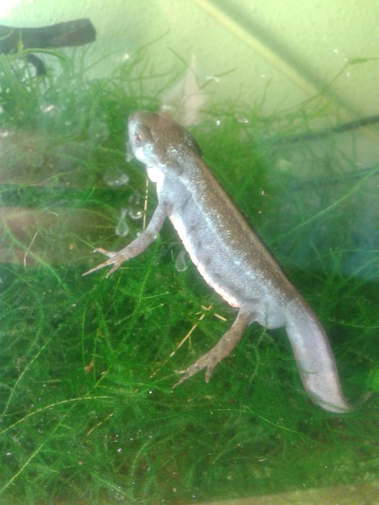Cynops pyrrhogaster, macho en celo.