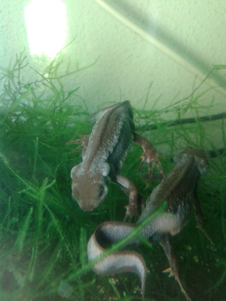 Cynops pyrrhogaster, machos en celo.