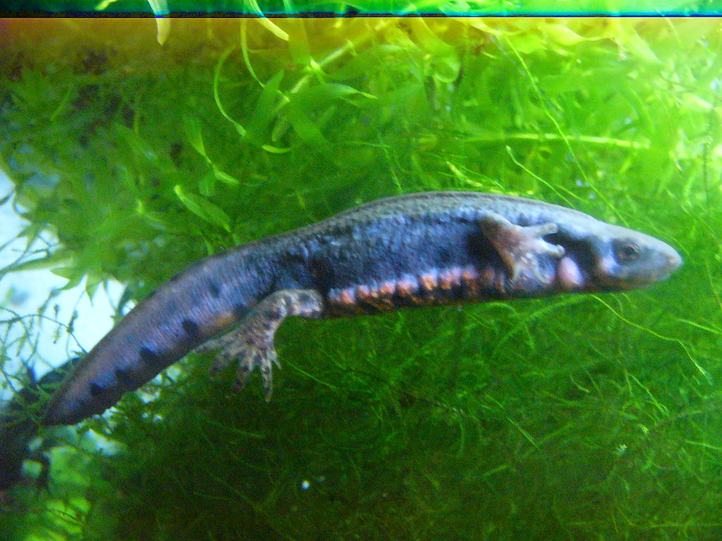 Cynops pyrrhogaster sasayamae