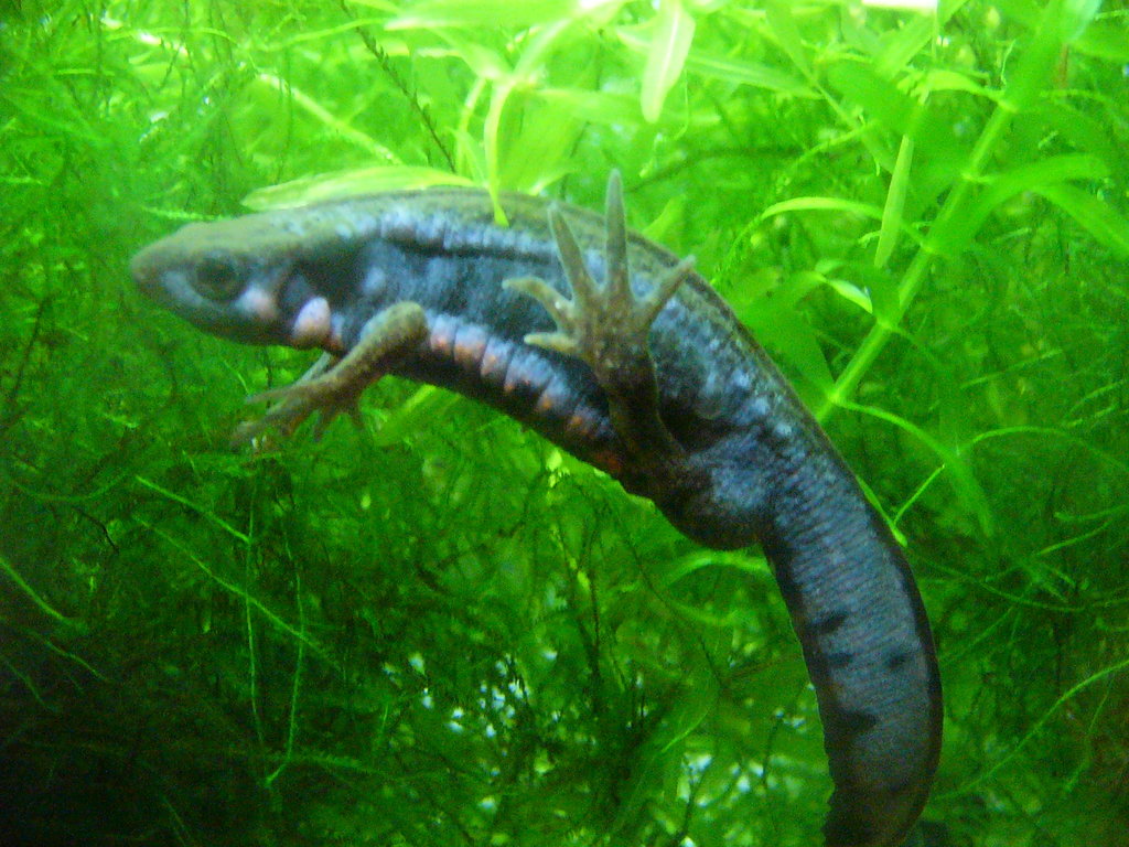 Cynops pyrrhogaster sasayamae