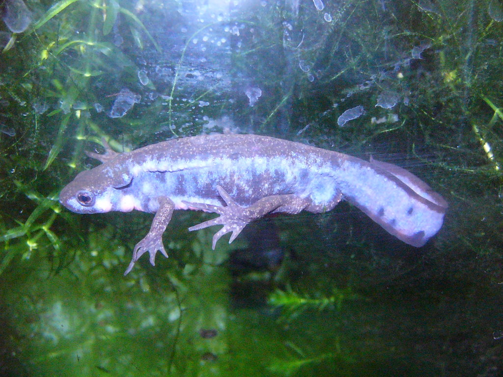Cynops pyrrhogaster sasayamae