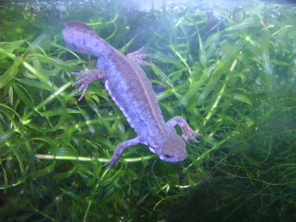 Cynops pyrrhogaster sasayamae