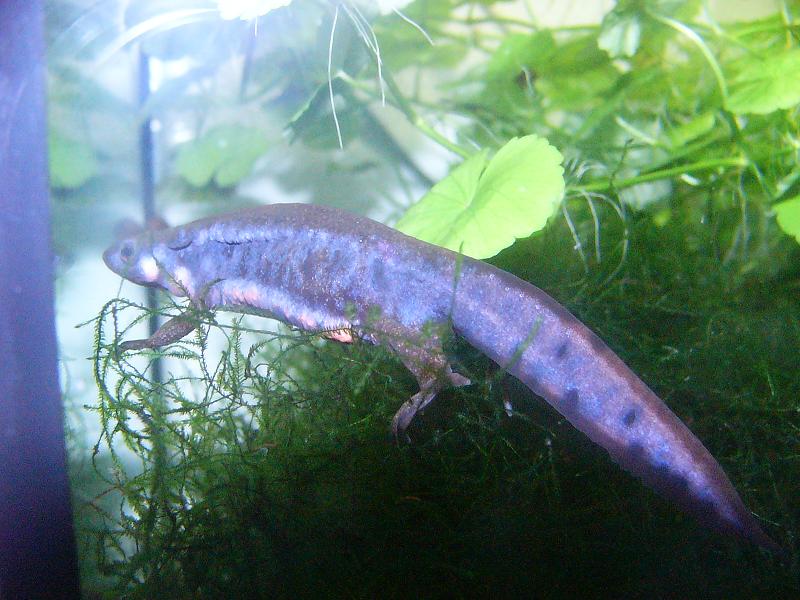 Cynops pyrrhogaster