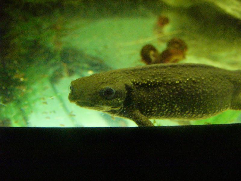 Cynops pyrrhogaster