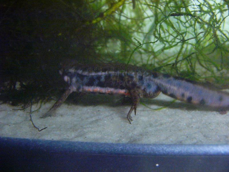 Cynops pyrrhogaster