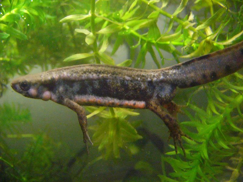 Cynops pyrrhogaster