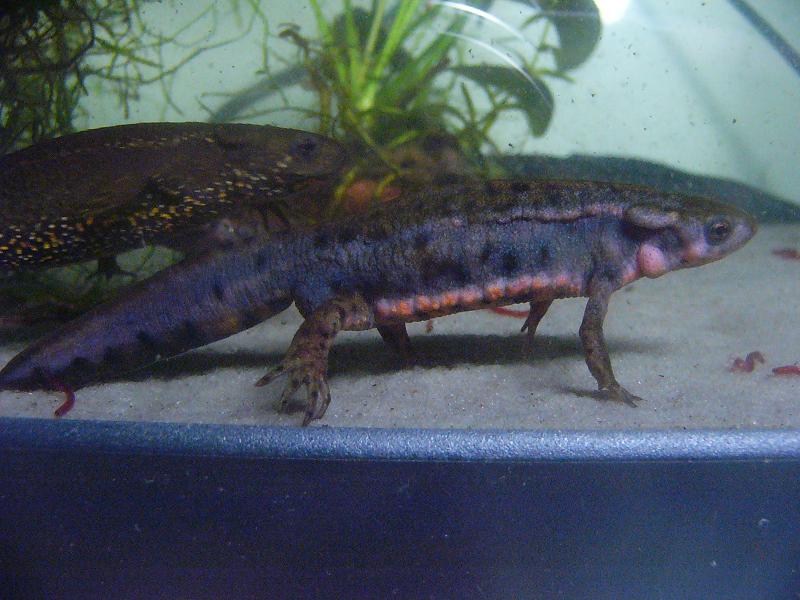 Cynops pyrrhogaster