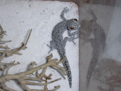 D. Intermedius 1.0.JPG