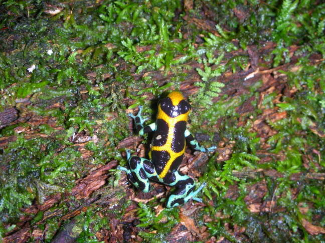 D.intermedius peru 2.jpg