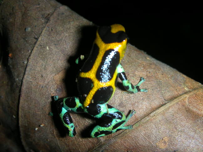 D.intermedius peru 5.jpg