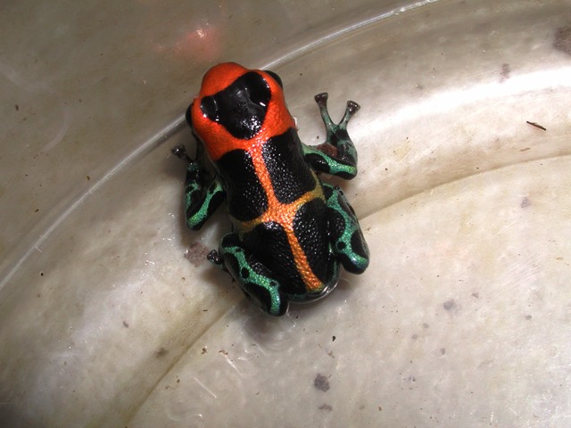 D.intermedius peru 7.jpg