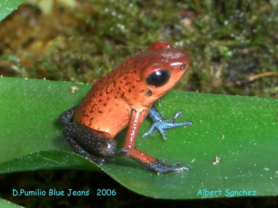 D.Pumilio Blue Jeans   2006  Albert Sanchez 020.jpg