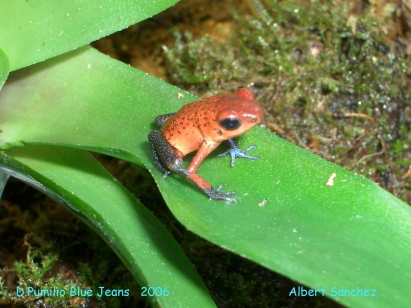 D.Pumilio Blue Jeans   2006  Albert Sanchez 021.jpg