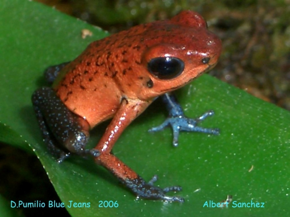 D.Pumilio Blue Jeans   2006  Albert Sanchez 022.jpg