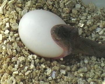 dasypeltis  1 001.jpg